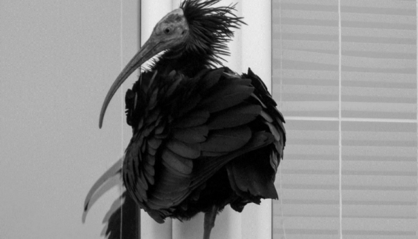 Ćelavi ibis, jedna od najrjeđih ptica na svijetu, pronađena mrtva u dolini Neretve