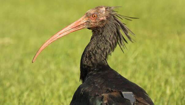 Ćelavi ibis nakon pola godine napustio Sarajevo, vratio se kući