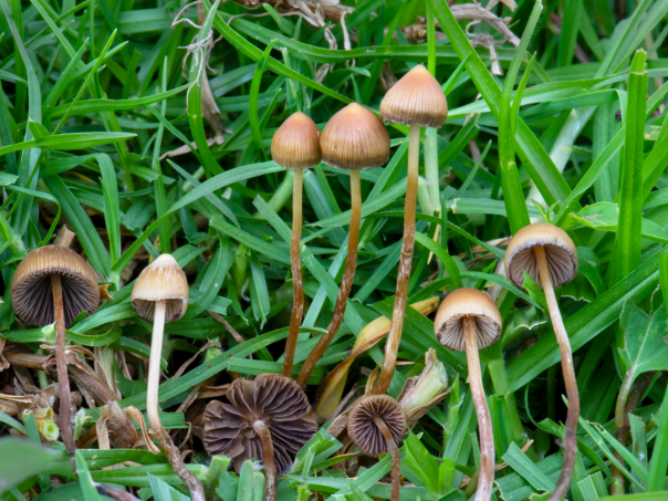 Češka legalizira upotrebu "čarobnih gljiva" u medicinske svrhe