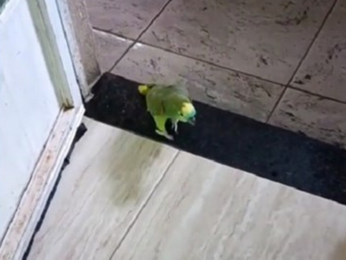 Četiri miliona lajkova: Poslušajte kako papiga pjeva Rihannin hit