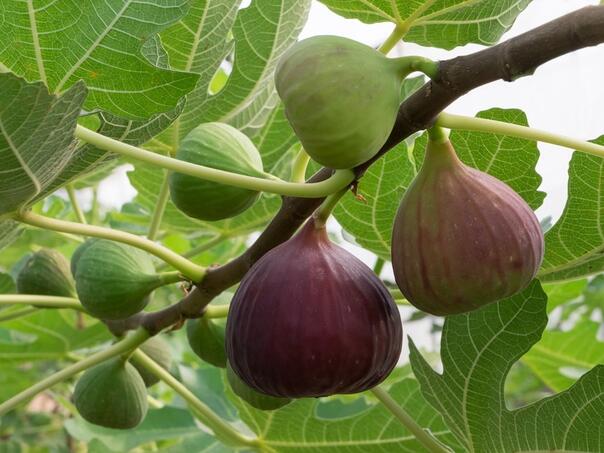 Četiri smokve dnevno: Evo šta ovaj plod radi vašem tijelu