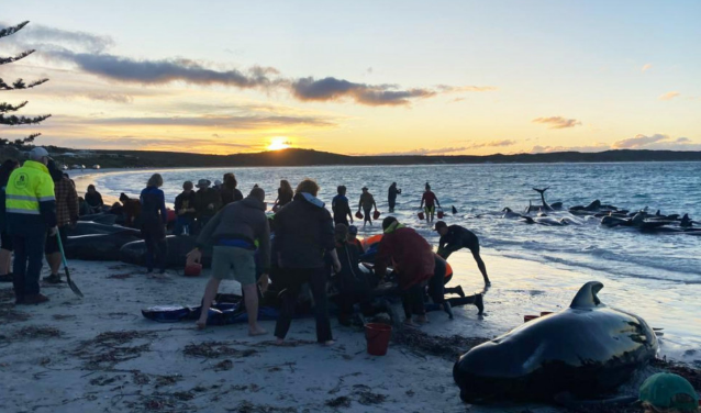 Cijela jato od 97 kitova uginulo u Australiji nakon što su se nasukali