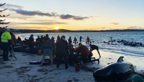 Cijela jato od 97 kitova uginulo u Australiji nakon što su se nasukali