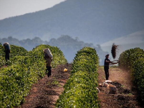 Cijena kafe raste zbog klimatskih promjena i tržišnih uslova