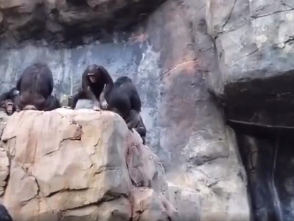 Čimpanza gađala prolaznika pa dobila 'batine' od majke 