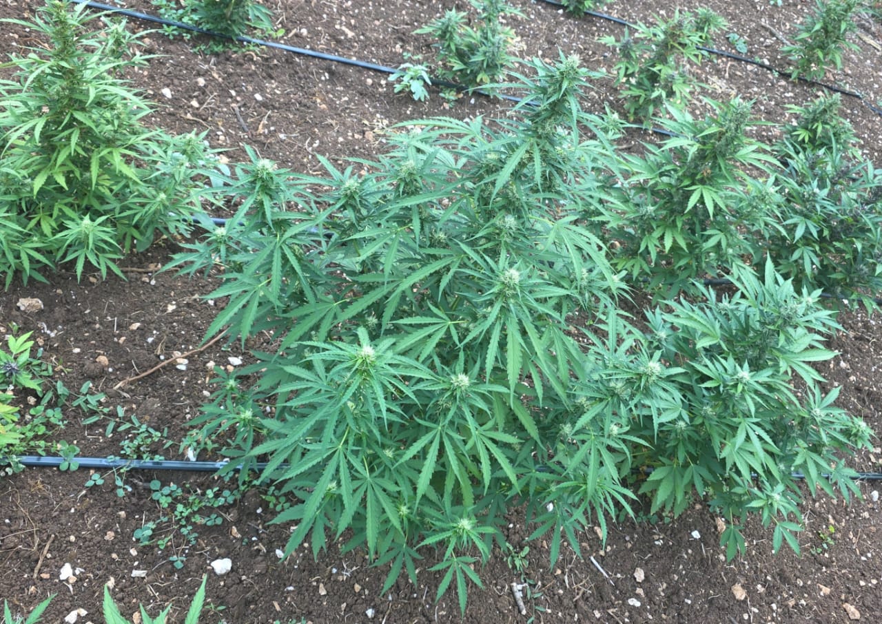 Crna Gora: Zaplijenjena marihuana vrijedna više od pet miliona eura