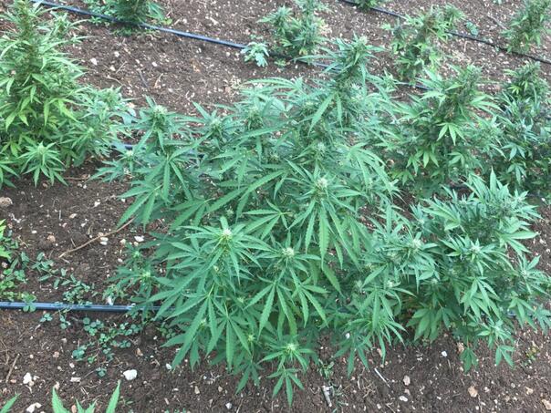 Crna Gora: Zaplijenjena marihuana vrijedna više od pet miliona eura