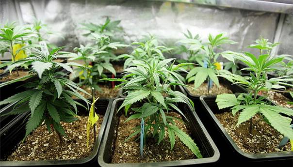 Crnogorac uhapšen dok je zalivao i obrađivao zasad marihuane u blizini bh. granice