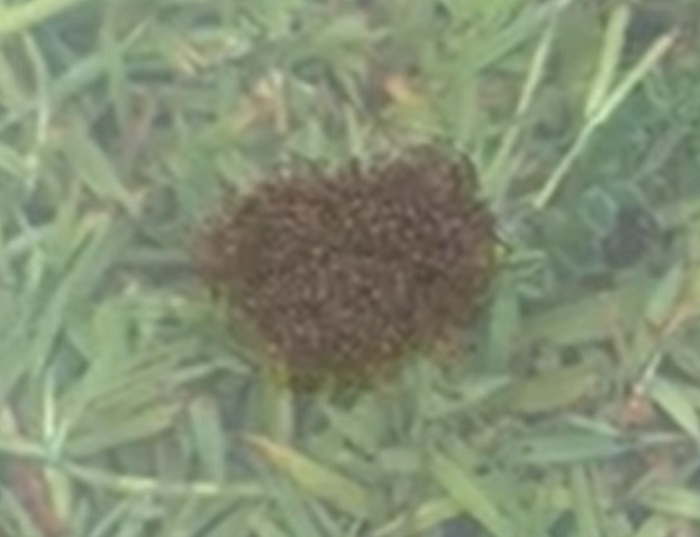 Crveni mravi u Australiji formirali splavove kako bi preživjeli poplave