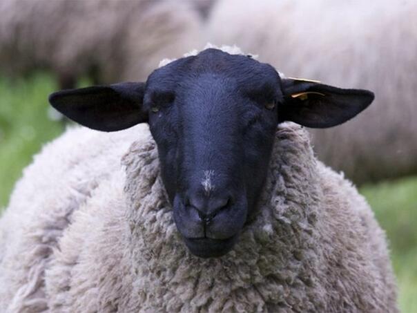 Čudo na farmi u Hrvatskoj: Ovca Garava ojagnjila četvorke