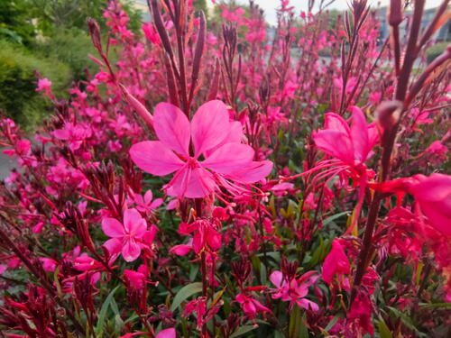 Cvijet koji mijenja boju od jutra do večeri: Čudo je za svako dvorište