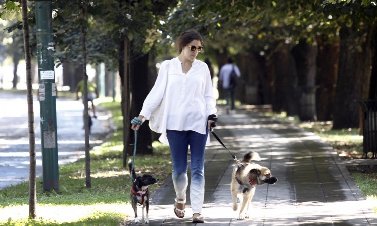 Danas je Međunarodni dan pasa