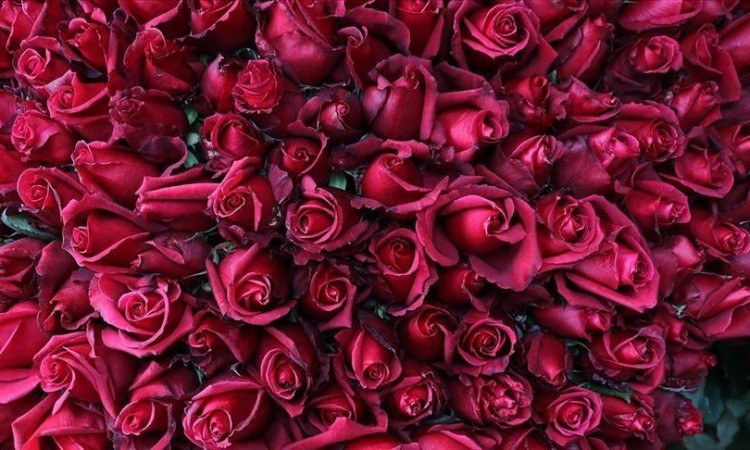 Danas je Valentinovo - Dan zaljubljenih