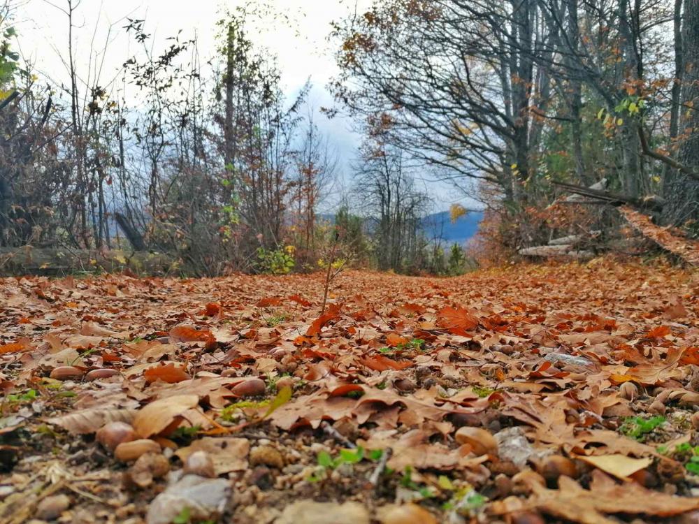 Danas preteženo oblačno sa slabom kišom