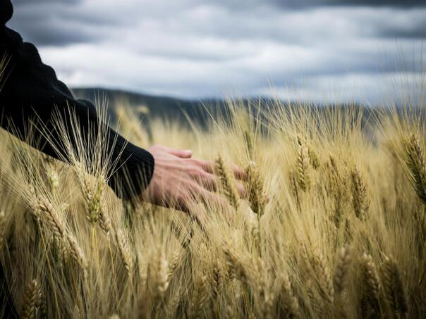 Danas uručenje rješenja o dodjeli 972.000 KM za 25 mladih poljopivrednika u FBiH