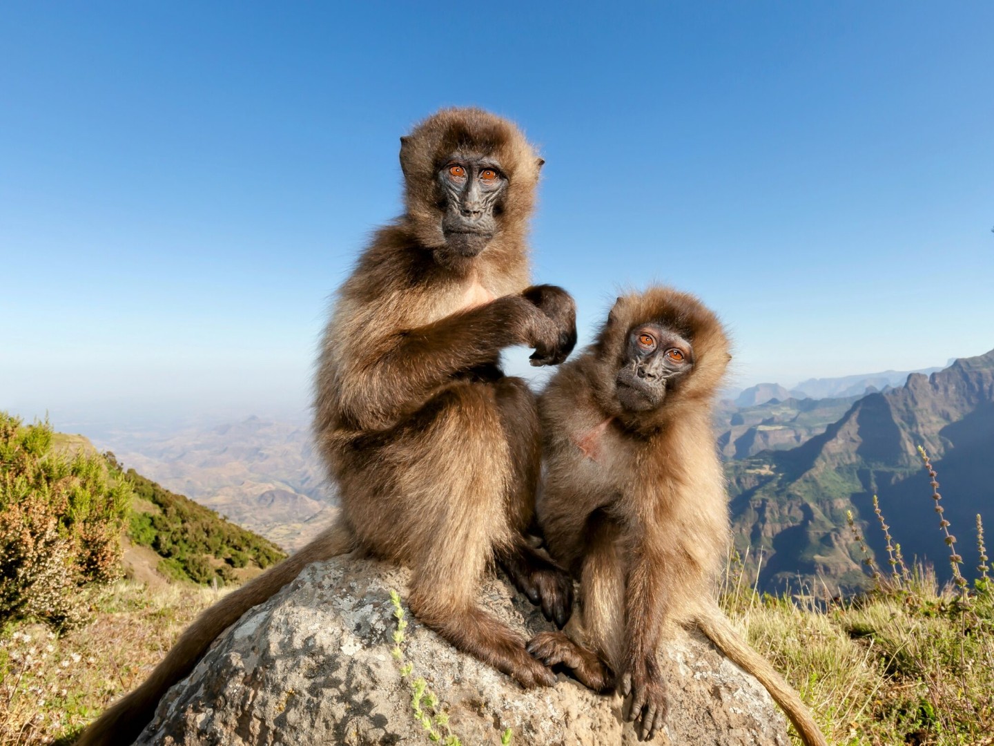 Deset rijetkih majmuna ubijeno u zoološkom vrtu u Cirihu