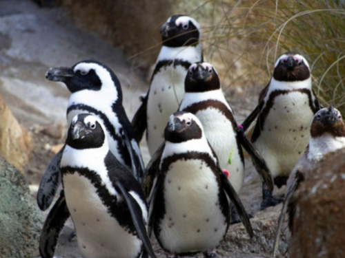 Desetine hiljada afričkih pingvina uginulo od gladi