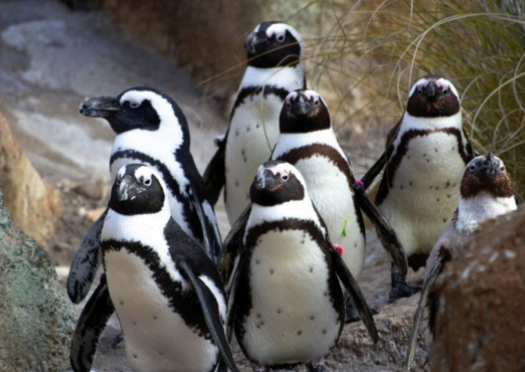 Desetine hiljada afričkih pingvina uginulo od gladi