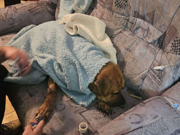 Detalji akcije "Sambo": Sedam osoba pušteno na slobodu, psi zbrinuti