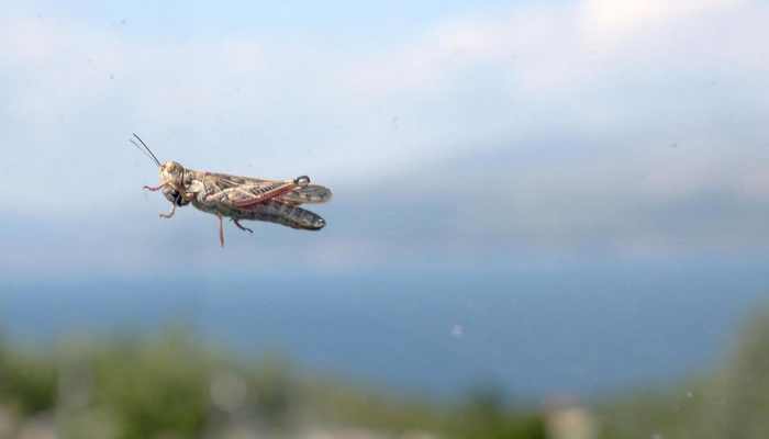 Dio Dalmacije pod najezdom skakavaca: 'Ogromni su, divovski'