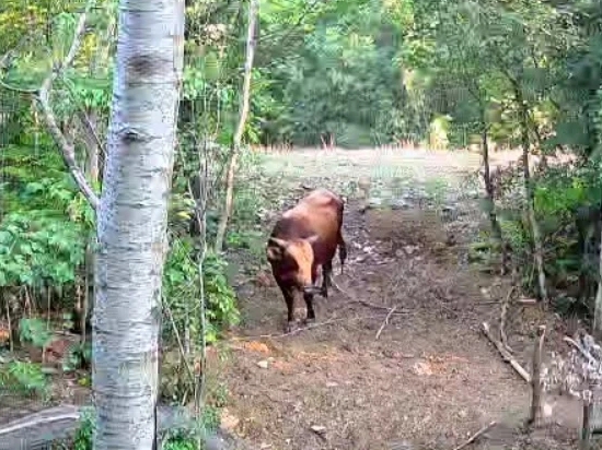 Divlje krave haraju Mostarom: Provaljuju ograde, uništavaju usjeve i prave haos
