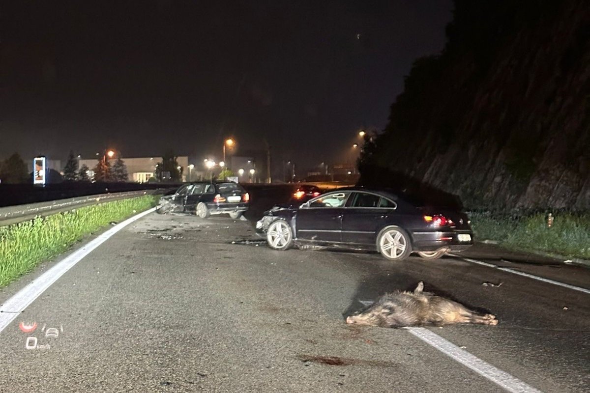 Divlje svinje izazvale dvije nesreće na autoputu, jedna osoba povrijeđena