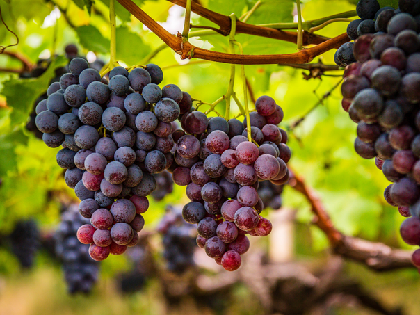 Divlje svinje pojele grožđe uoči berbe na Pelješcu