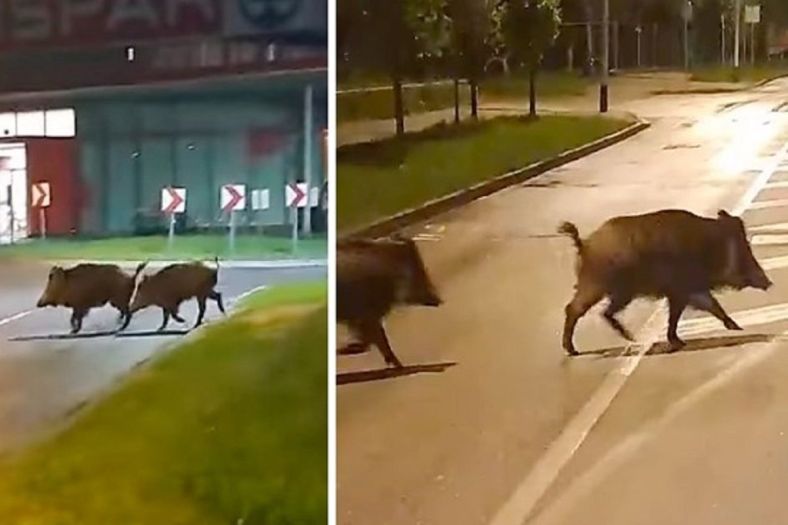 Divlje svinje prošetale centrom Zagreba
