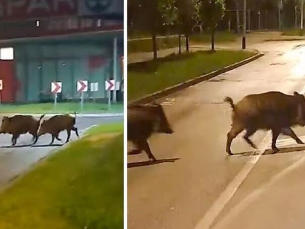 Divlje svinje prošetale centrom Zagreba