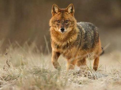 Divlje životinje na imanju kod Višegrada zaklale 12 jagnjadi i jednu ovcu