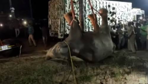 Dizalicom iz bunara izvukli slona