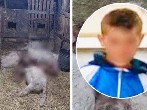 Dječak sjekirom ubio 12 janjadi u selu kod Vršca