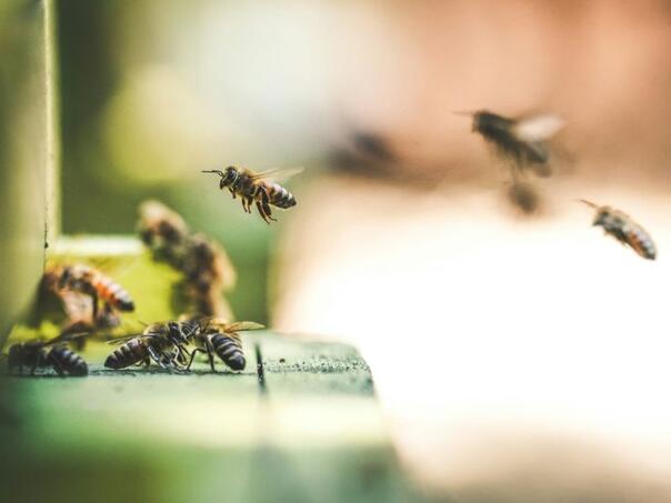 Dječak u Brazilu preživio više od hiljadu ujeda pčela