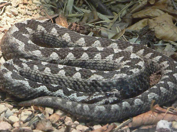 Djevojčicu (5) na Jadranu ugrizao poskok