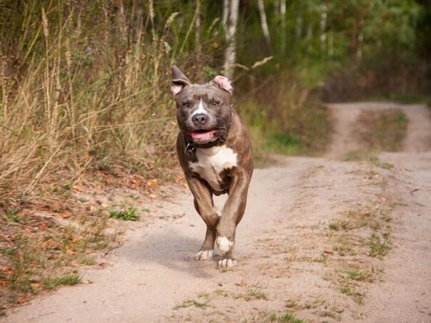 Dobojlija završio u bolnici nakon što su ga napala dva staforda