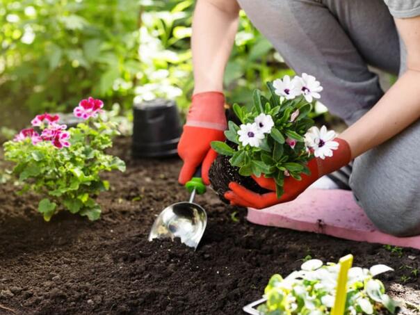 Dodajte ovu namirnicu prilikom sadnje, biljke će bujno rasti