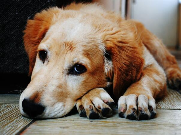 Dogs Trust najoštrije osudio svirepost prema psu u Lukavici