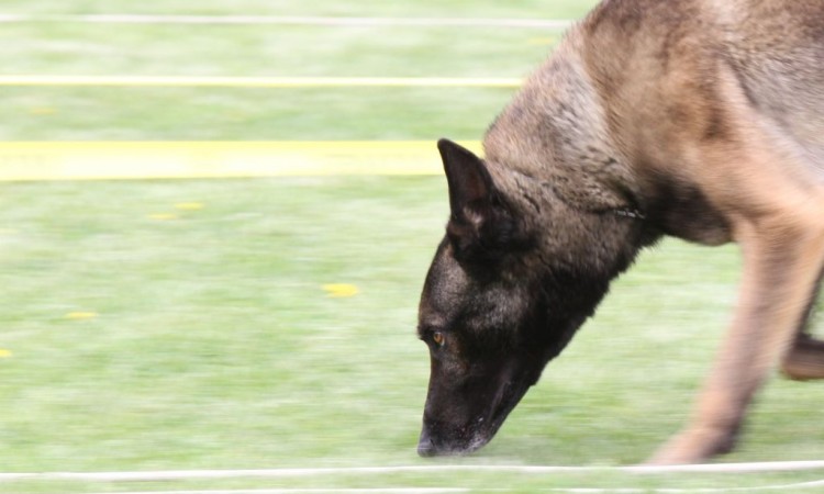 Dogs Trust u BiH zbog koronavirusa do daljnjeg obustavlja programe