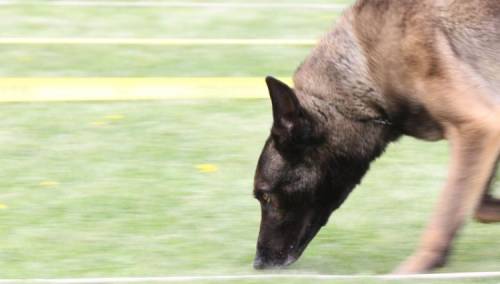 Dogs Trust u BiH zbog koronavirusa do daljnjeg obustavlja programe