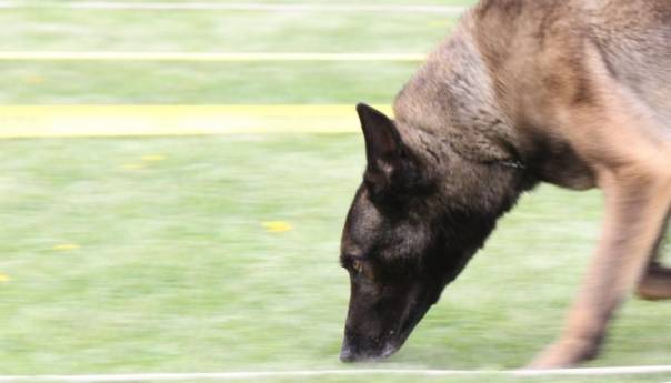 Dogs Trust u BiH zbog koronavirusa do daljnjeg obustavlja programe