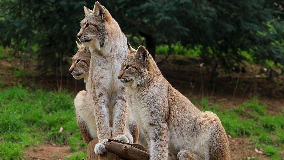 Dok je ljudska vrsta u karantini, životinje i biljke ponovno otkrivaju slobodu