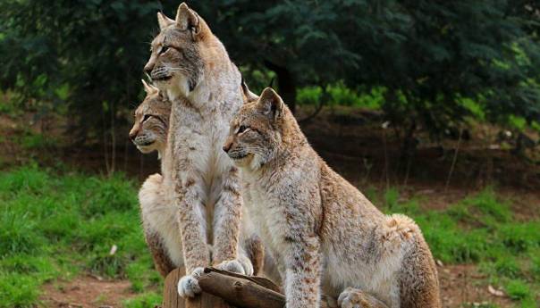 Dok je ljudska vrsta u karantini, životinje i biljke ponovno otkrivaju slobodu
