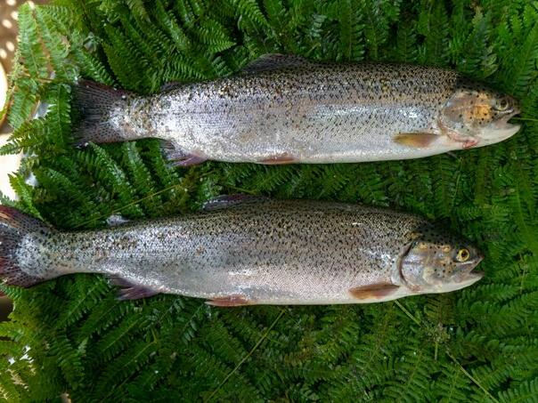 Doktorica objasnila šta uraditi ako vam riblja kost zastane u grlu