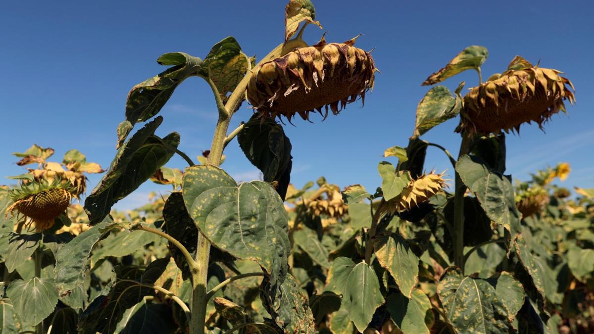 Dolaze nam neviđeni toplotni valovi 