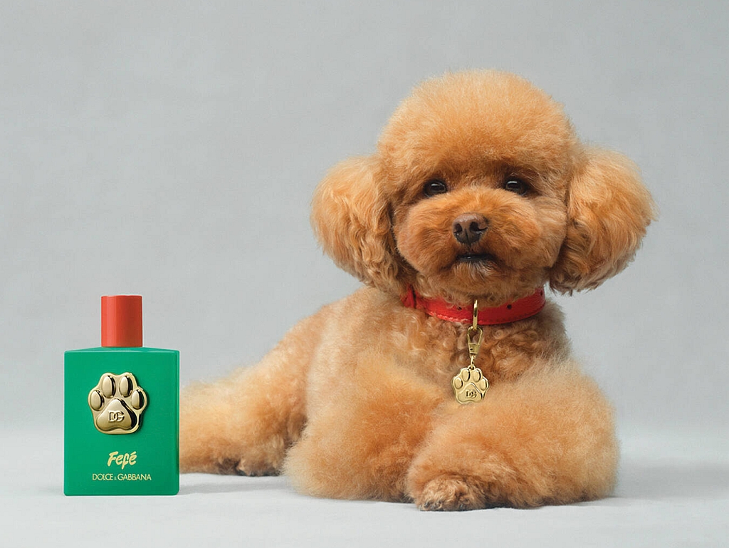 Dolce & Gabbana predstavio parfem za pse, neki veterinari negoduju