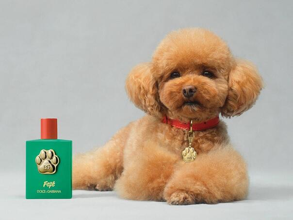 Dolce & Gabbana predstavio parfem za pse, neki veterinari negoduju