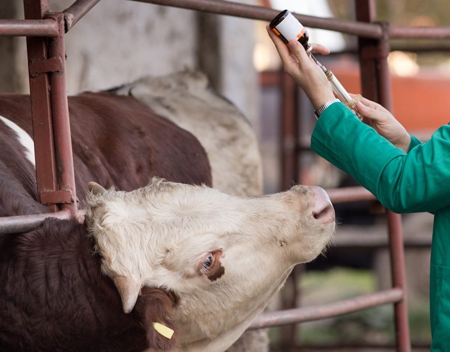 Domaća proizvodnja: U Orašju prva tvornica veterinarskih lijekova u BiH