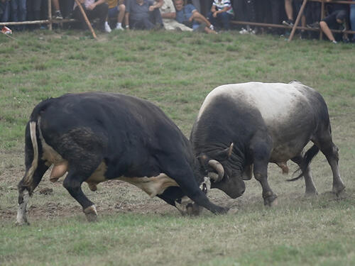Donji Vakuf: Dvije osobe uhapšene nakon što je bik usmrtio posjetioca koride