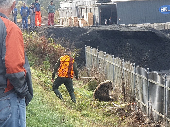 Donji Vakuf: Medvjeda udario automobil, ostao bez noge