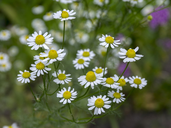 Dragocjeni lijek iz prirode, obavezno je sada naberite i čuvajte za zimu